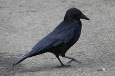 Rabe-23-10-09 020.jpg